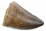 Fossil Mosasaur (Thalassotitan) Tooth - Morocco #353238-1